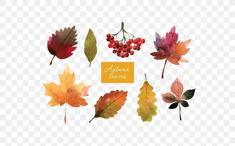 Autumn Leaf Color Autumn Leaf Color Watercolor Painting, PNG, 564x510px, Leaf, Art, Autumn, Autumn Leaves, Floral Design Download Free
