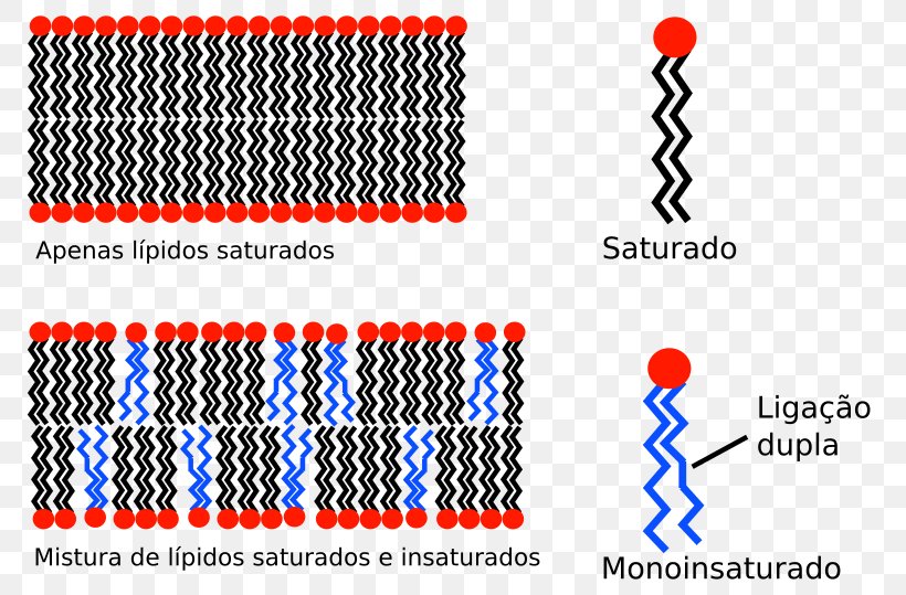 Biological Membrane Cell Membrane Hydrophobe Lipid Bilayer, PNG, 800x539px, Biological Membrane, Amphiphile, Area, Brand, Cell Download Free