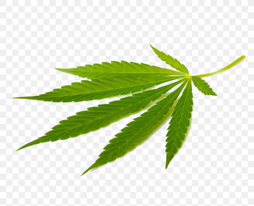 Cannabis Sativa Marijuana Medical Cannabis Tetrahydrocannabinol, PNG, 1000x812px, Cannabis Sativa, Cannabidiol, Cannabis, Hemp, Hemp Family Download Free