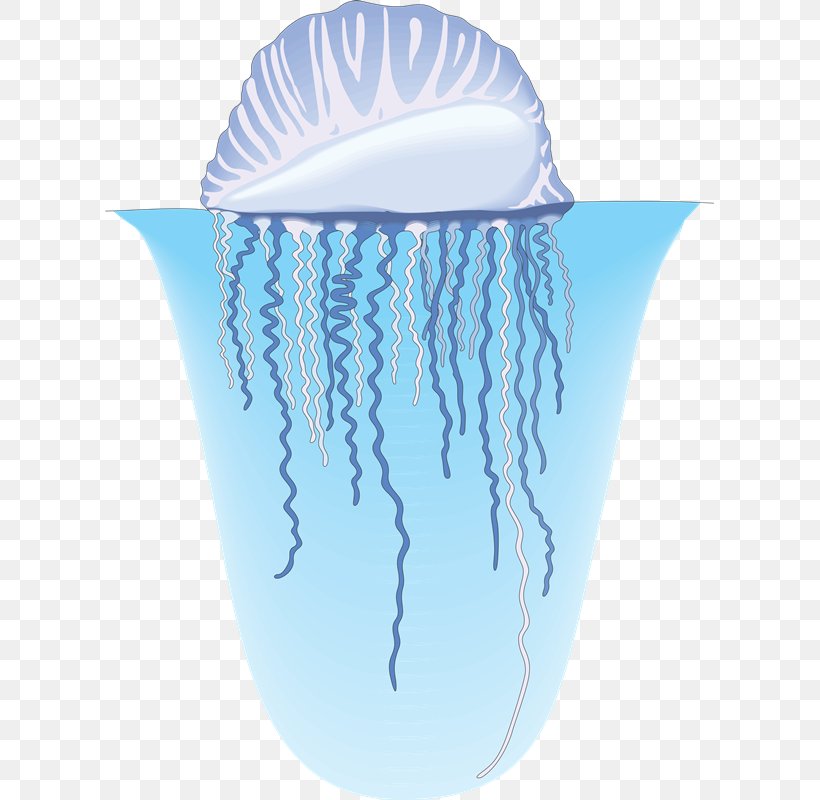 Jellyfish Nekton Clam Organism Sea, PNG, 609x800px, Jellyfish, Animal, Aquatic Animal, Biocoenosis, Clam Download Free