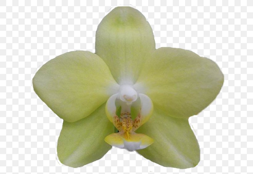 Moth Orchids Cattleya Orchids, PNG, 650x565px, Moth Orchids, Cattleya, Cattleya Orchids, Flower, Flowering Plant Download Free