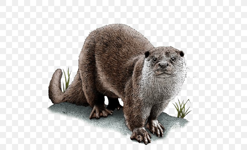 Sea Otter Asian Small-clawed Otter Eurasian Otter Drawing North American River Otter, PNG, 600x500px, Sea Otter, African Clawless Otter, Animal, Asian Smallclawed Otter, Carnivoran Download Free