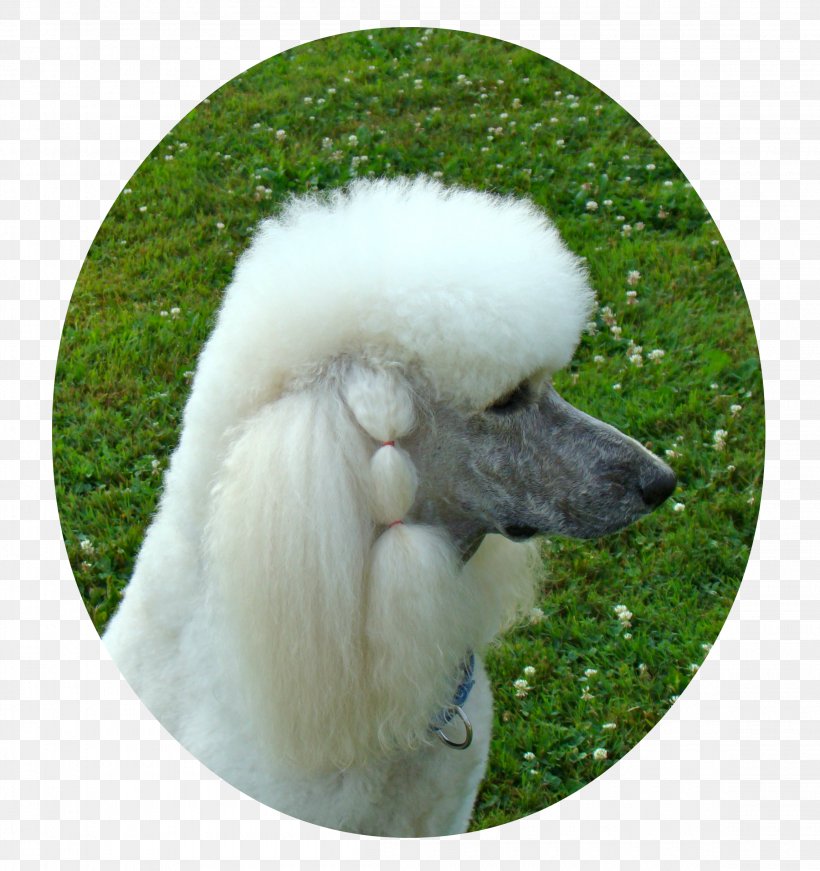 Standard Poodle Miniature Poodle Dog Breed Companion Dog, PNG, 2300x2445px, Standard Poodle, American Kennel Club, Breed, Carnivoran, Companion Dog Download Free
