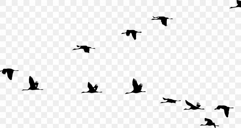 Flight Crane Bird Clip Art, PNG, 2400x1272px, Flight, Animal Migration, Beak, Bird, Bird Migration Download Free