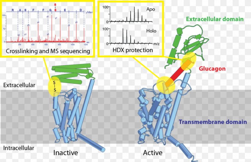 G Protein-coupled Receptor Glucagon Receptor Ligand, PNG, 1024x662px, G Proteincoupled Receptor, Area, Binding Site, Chemical Bond, Conformational Isomerism Download Free