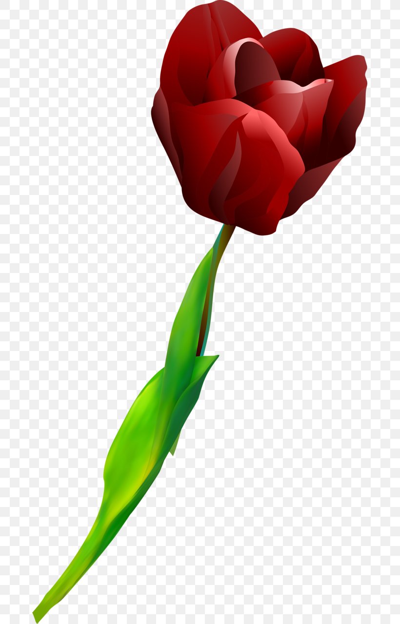 Garden Roses Tulip Cut Flowers Petal, PNG, 687x1280px, Garden Roses, Closeup, Cut Flowers, Flower, Flowering Plant Download Free