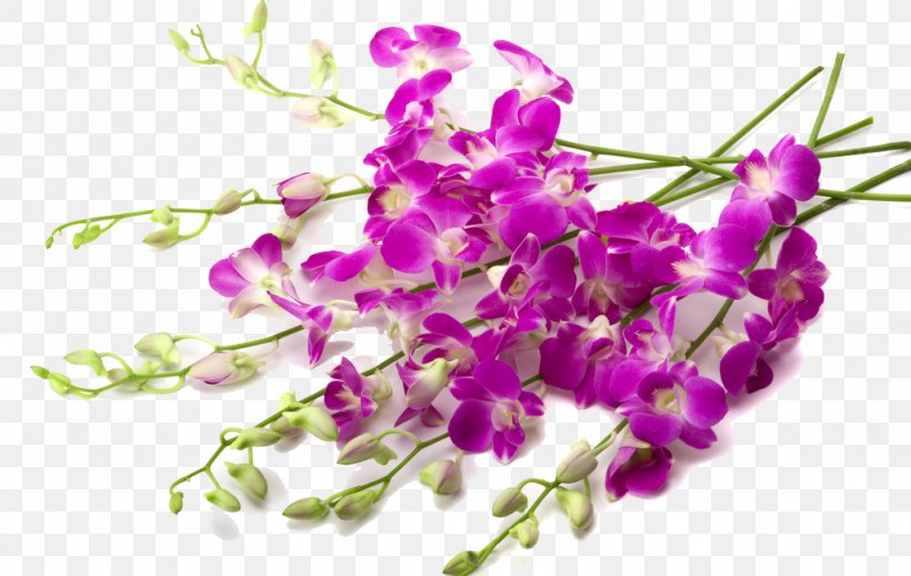 Orchids Flower Wallpaper, PNG, 1024x647px, Orchids, Blossom, Branch, Cut Flowers, Dendrobium Download Free