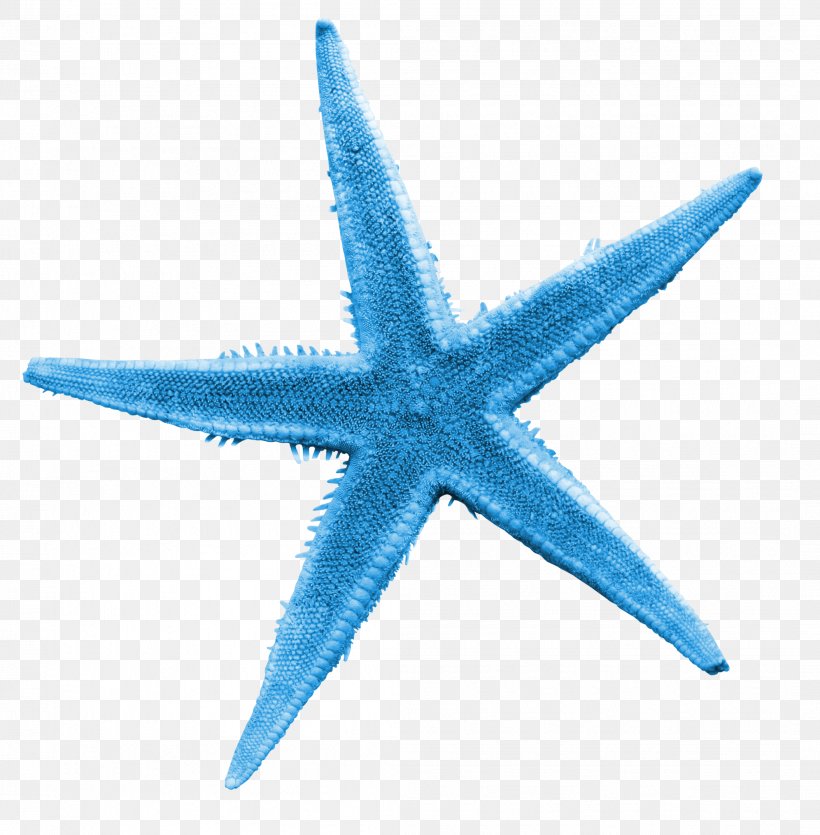 Starfish Illustration, PNG, 2108x2149px, Starfish, Blue, Echinoderm, Gratis, Invertebrate Download Free