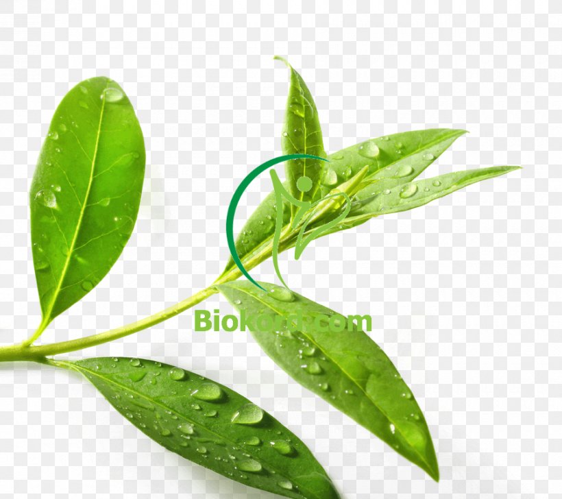 Tea Tree Oil Green Tea Tea Plant Essential Oil, PNG, 900x800px, Tea Tree Oil, Acne, Aromatherapy, Essential Oil, Fragrance Oil Download Free