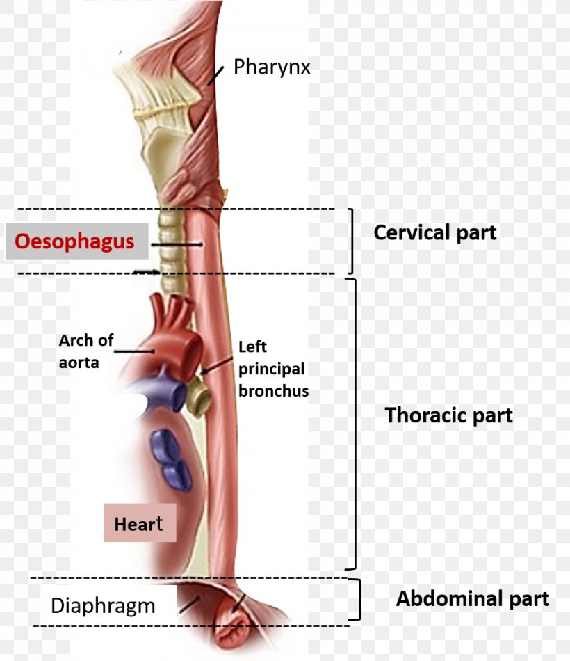 The Esophagus Human Body Human Anatomy, PNG, 902x1045px, Watercolor, Cartoon, Flower, Frame, Heart Download Free