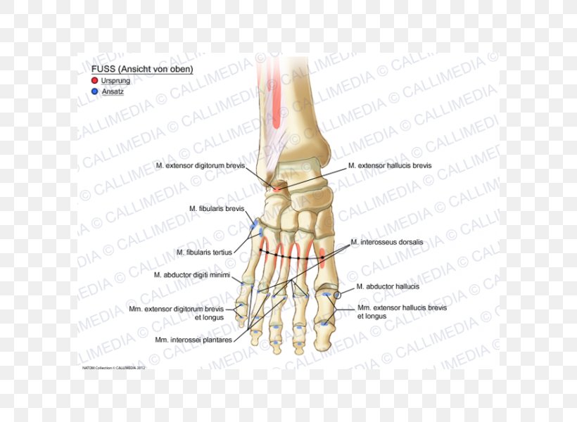 Thumb Muscle Foot Ankle Anatomy, PNG, 600x600px, Watercolor, Cartoon, Flower, Frame, Heart Download Free