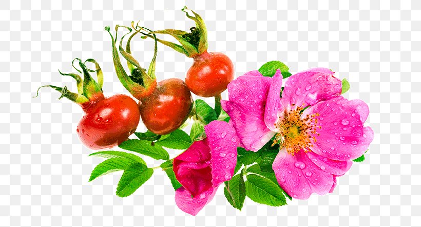 Beach Rose Rose Hip Flower Seed Oil, PNG, 700x442px, Beach Rose, Blossom, Cosmetics, Cut Flowers, Essential Oil Download Free