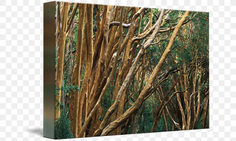 Ecosystem /m/083vt Forest Wood Branching, PNG, 650x492px, Ecosystem, Bamboo, Branch, Branching, Forest Download Free