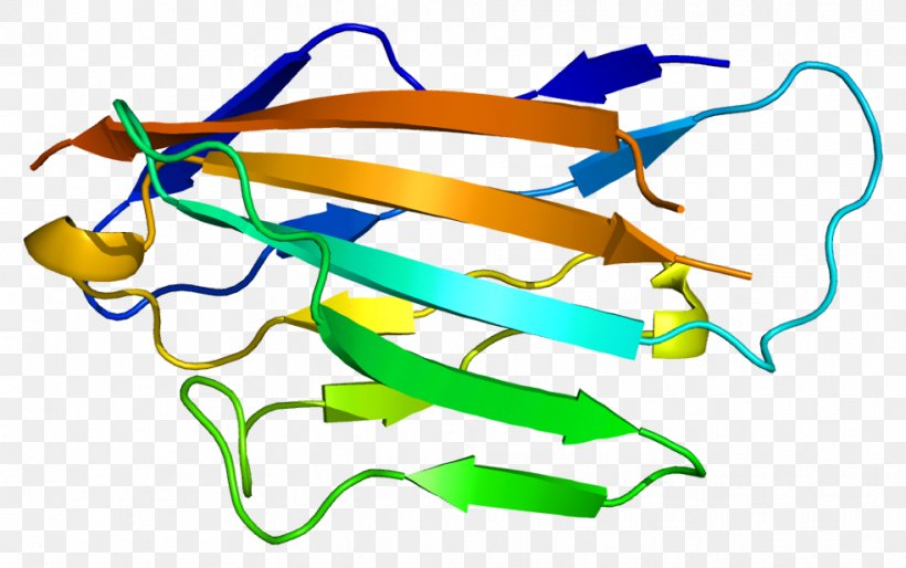 Myelin Protein Zero Peripheral Myelin Protein 22 Myelin Basic Protein, PNG, 983x617px, Myelin, Area, Artwork, Axon, Cell Adhesion Molecule Download Free