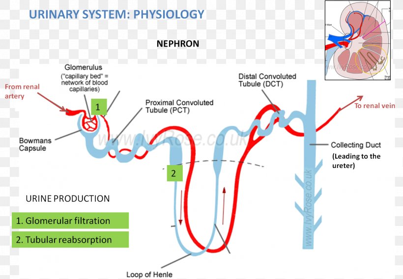 Nephron Kidney Excretory System Anatomy Reabsorption, PNG, 1504x1043px, Nephron, Anatomy, Area, Brand, Diagram Download Free