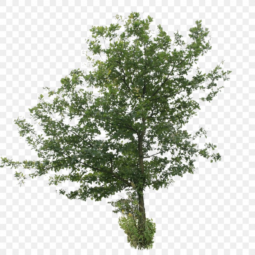 Shade Tree English Oak Shrub Birch, PNG, 2304x2306px, Tree, Alder, Birch, Branch, Elm Download Free