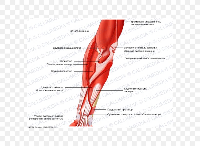 Thumb Elbow Anterior Compartment Of The Forearm Muscle, PNG, 600x600px, Watercolor, Cartoon, Flower, Frame, Heart Download Free