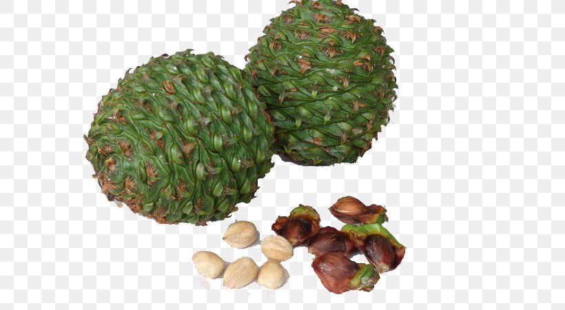 Bunya Pine Conifer Cone Pine Nut Tree, PNG, 600x450px, Bunya Pine, Christmas Tree, Conifer Cone, Flowerpot, Food Download Free