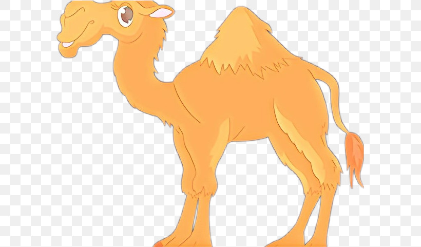 Camel Camelid Animal Figure Arabian Camel Wildlife, PNG, 601x481px, Camel, Animal Figure, Arabian Camel, Bactrian Camel, Camelid Download Free