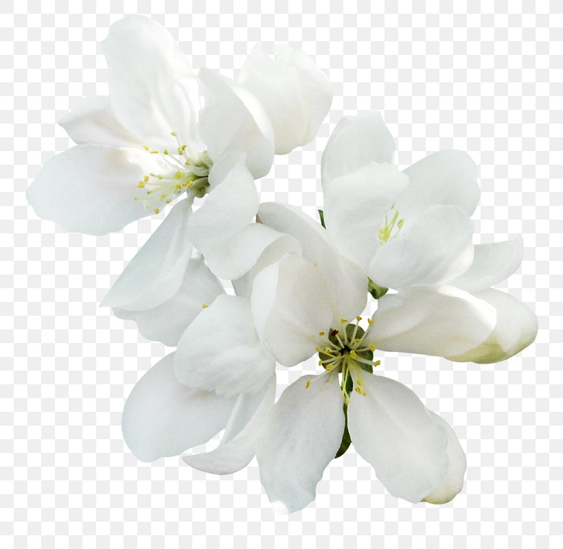 Khabez Blossom Fruit Tree Spring, PNG, 786x800px, Blossom, Branch, Cherry Blossom, Child, Cut Flowers Download Free