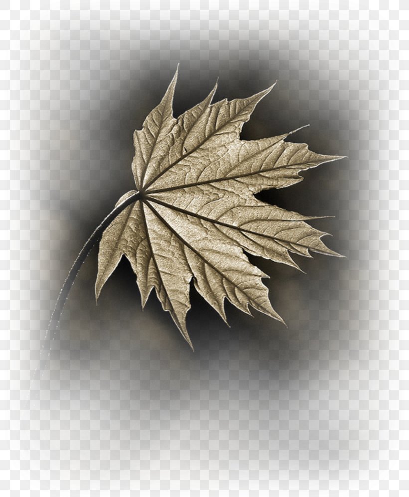 Maple Leaf Branch Tree, PNG, 800x995px, Maple Leaf, Autumn, Branch, Leaf, Magnolia Download Free