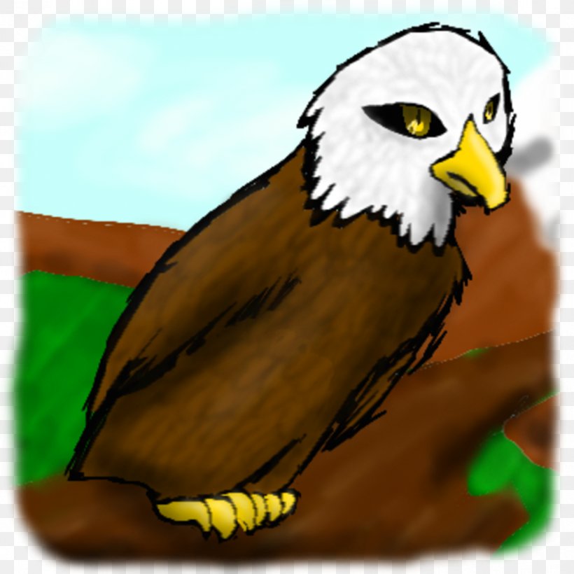 Owl Eagle Hawk Beak Feather, PNG, 894x894px, Owl, Beak, Bird, Bird Of Prey, Eagle Download Free