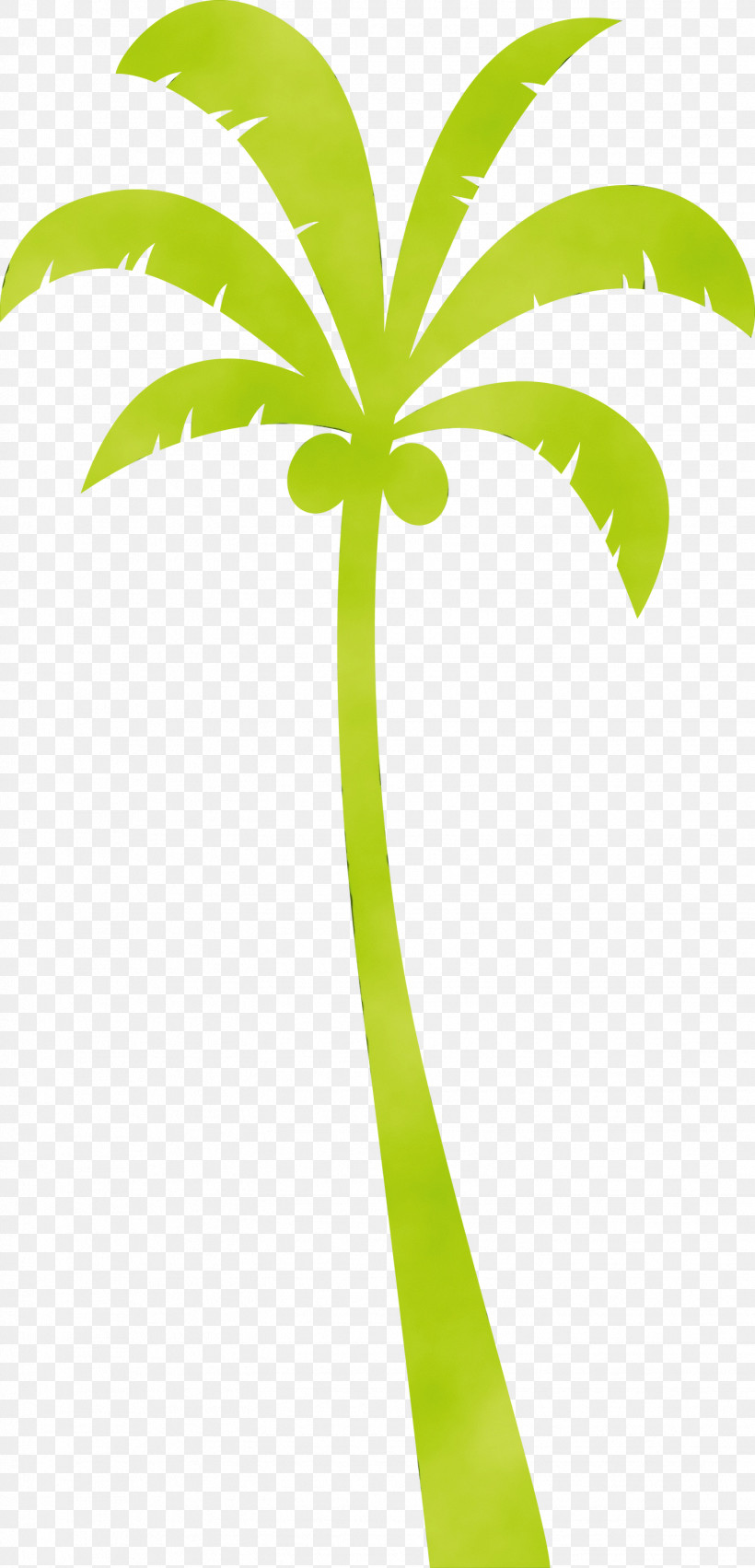 Palm Trees, PNG, 1444x3000px, Palm Tree, Beach, Biology, Cartoon Tree, Green Download Free