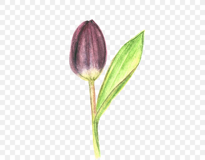 Tulip Drawing Petal Plant Stem Purple, PNG, 538x640px, Tulip, Bud, Closed Blue Gentian, Cover Art, Drawing Download Free