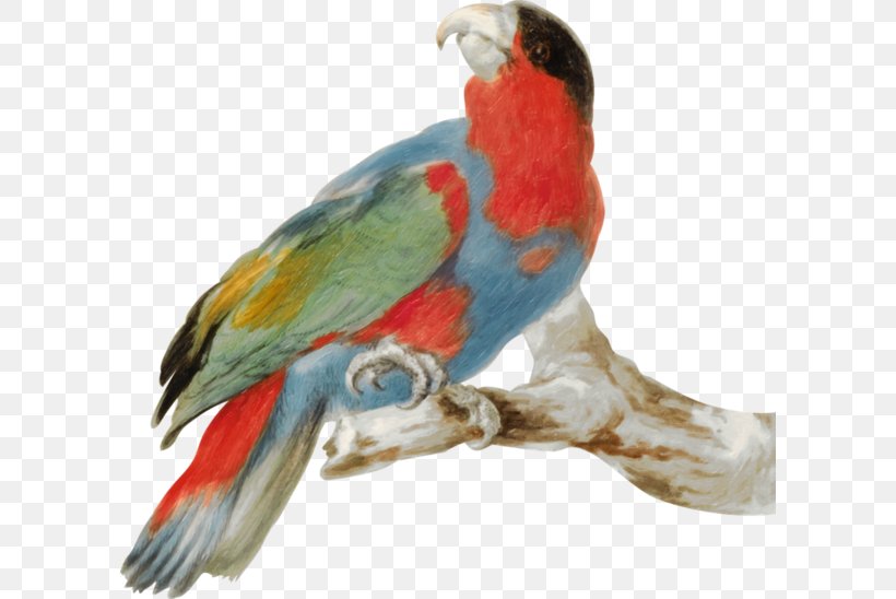 Budgerigar Parrot Lovebird, PNG, 600x548px, Budgerigar, Animal, Beak, Bird, Common Pet Parakeet Download Free