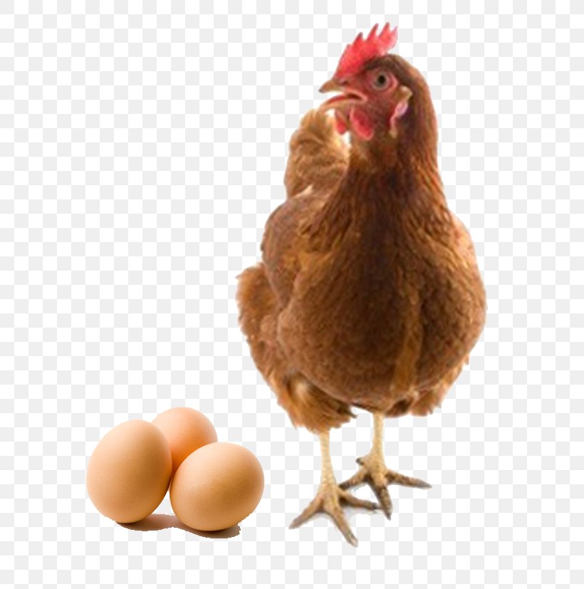 Chicken Or The Egg Battery Cage Chicken Or The Egg Livestock, PNG, 717x827px, Chicken, Battery Cage, Beak, Bird, Chicken Coop Download Free
