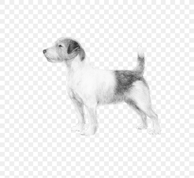 Dog Breed Puppy Jack Russell Terrier Wire Hair Fox Terrier, PNG, 750x750px, Dog Breed, American Kennel Club, Beagle, Breed, Carnivoran Download Free