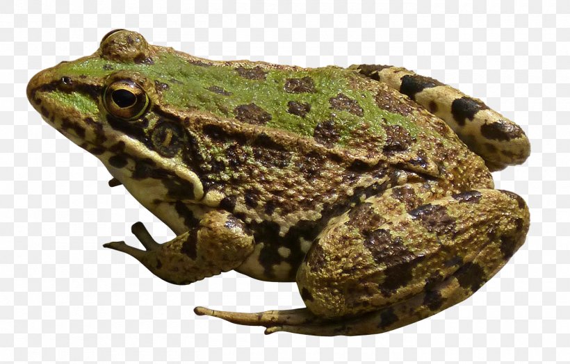 Frog New Guinea Computer File, PNG, 1400x896px, Frog, Amphibian, Bullfrog, Fauna, Lithobates Clamitans Download Free