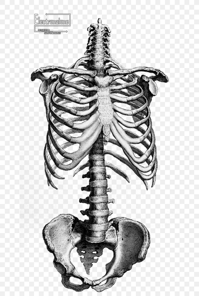 Human Skeleton Anatomy Drawing Bone, PNG, 655x1219px, Watercolor, Cartoon, Flower, Frame, Heart Download Free