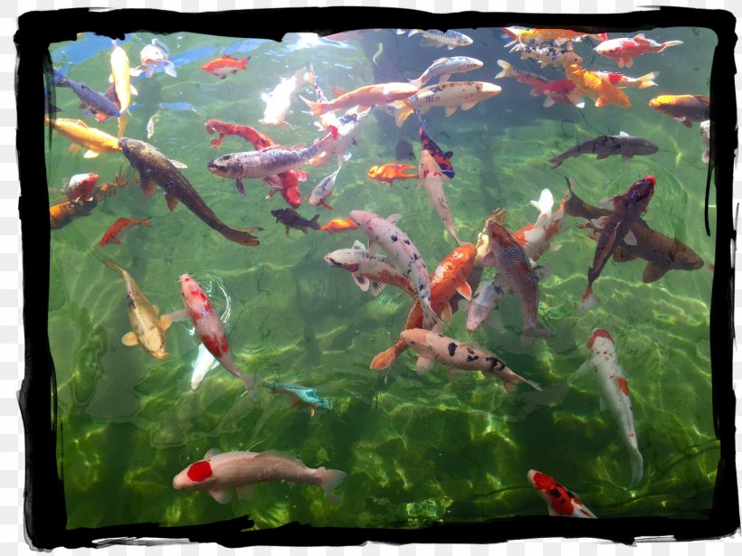 Koi Pond Goldfish Fish Pond, PNG, 1600x1200px, Koi, Aquarium, Aquariums, Ecosystem, Fauna Download Free
