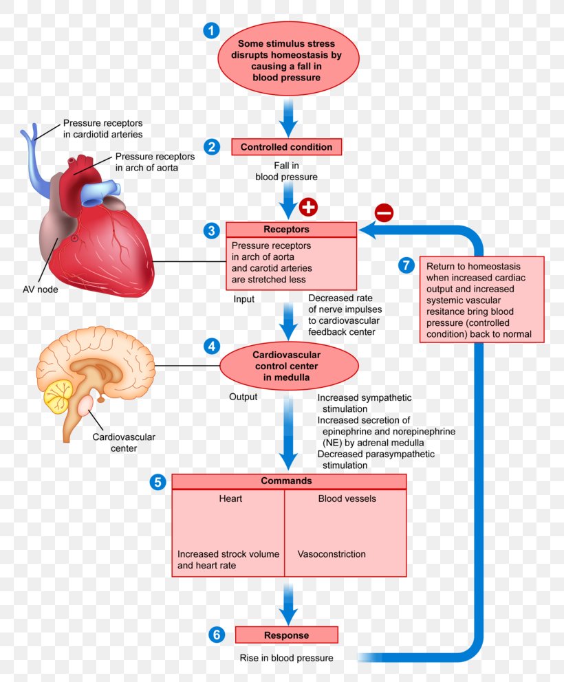 Negative Feedback Anatomy Positive Feedback Human Body, PNG, 800x992px, Watercolor, Cartoon, Flower, Frame, Heart Download Free