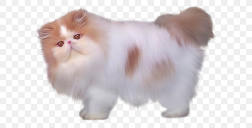 Persian Cat British Semi-longhair Minuet Cat Turkish Angora Kitten, PNG, 600x417px, Persian Cat, Animal, British Semi Longhair, British Semilonghair, Carnivoran Download Free