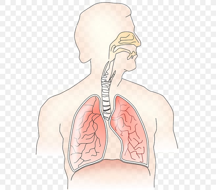 Respiratory System Breathing Respiratory Tract Respiration Human Body, PNG, 554x720px, Watercolor, Cartoon, Flower, Frame, Heart Download Free