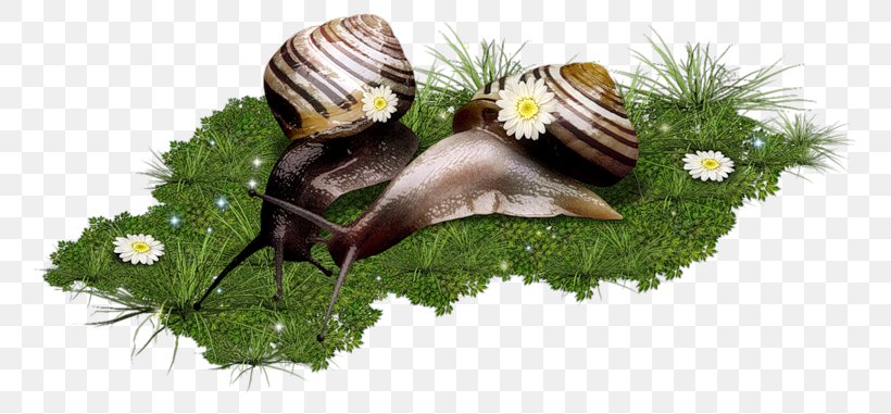 Snail Slime Centerblog Slug Orthogastropoda, PNG, 800x381px, Snail, Centerblog, Flower, Gastropods, Grass Download Free