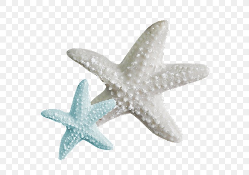 A Sea Star Beach Desktop Wallpaper Clip Art, PNG, 576x576px, Sea Star, Beach, Echinoderm, Fish, Internet Download Free