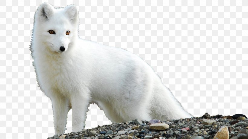 Arctic Fox Desktop Wallpaper Tundra, PNG, 1500x844px, Arctic Fox, Adaptation, Alopex, Arctic, Canidae Download Free