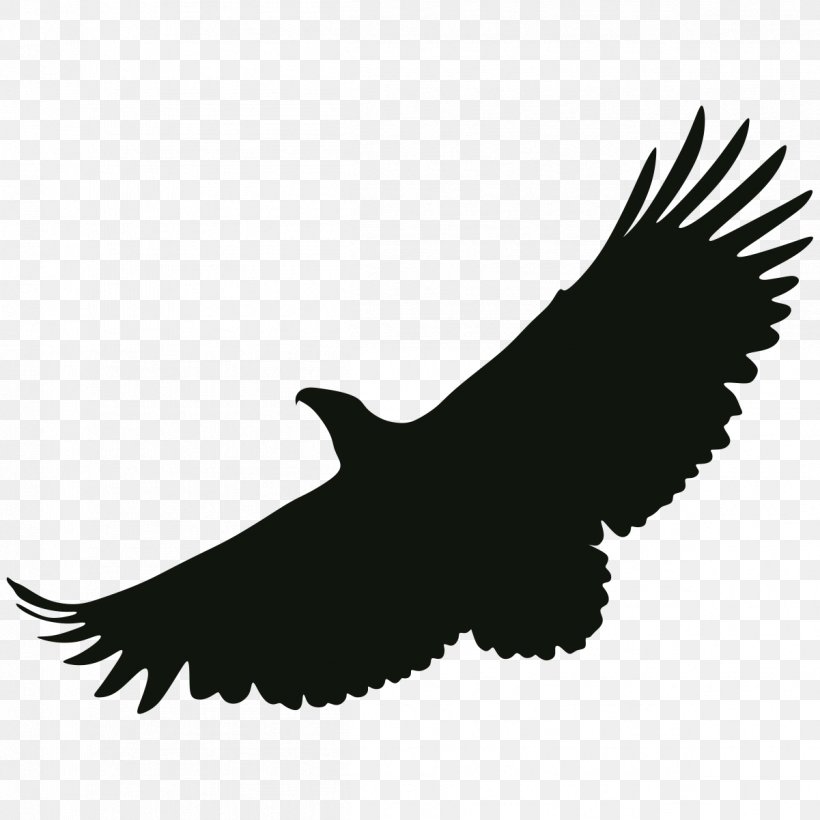 Bald Eagle Black And White, PNG, 1201x1201px, Bald Eagle, Accipitriformes, Animal, Beak, Bird Download Free