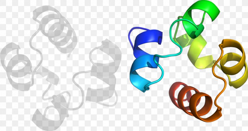 Clip Art Product Design Body Jewellery, PNG, 942x500px, Body Jewellery, Body Jewelry, Jewellery, Organism, Text Download Free