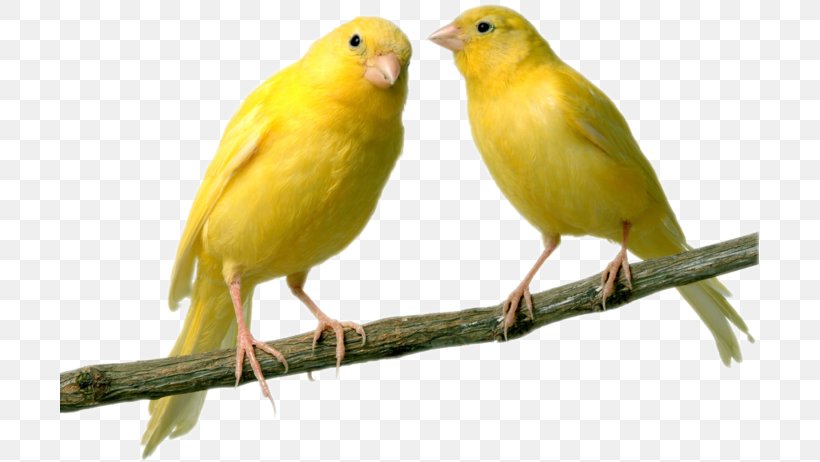 Domestic Canary Bird Finches Parrot Budgerigar, PNG, 699x462px, Domestic Canary, Atlantic Canary, Beak, Bird, Birdcage Download Free