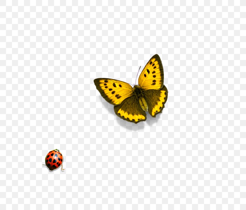 Illustration, PNG, 600x700px, Color, Animation, Arthropod, Brush Footed Butterfly, Butterfly Download Free