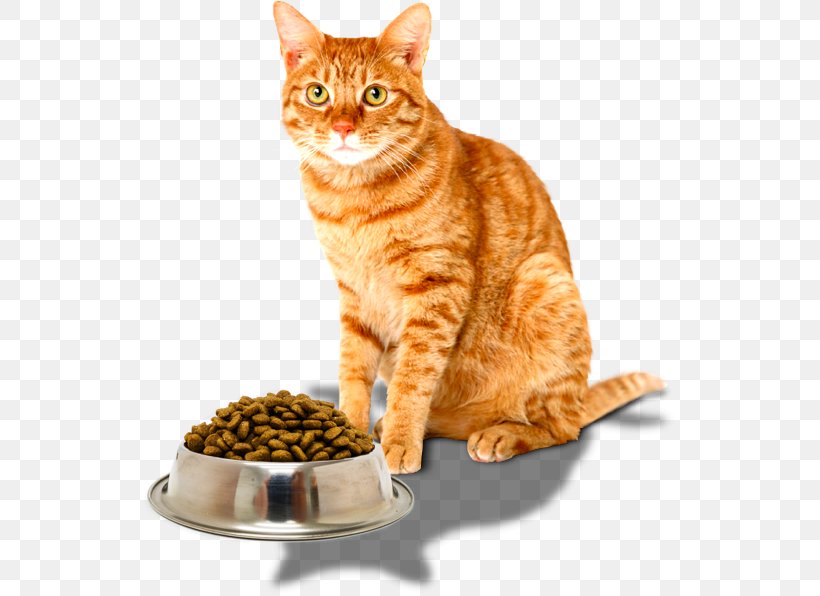 Kitten Tabby Cat Burmese Cat Dog Cat Food, PNG, 535x596px, Kitten, Animal, Breed, Burmese Cat, Carnivoran Download Free