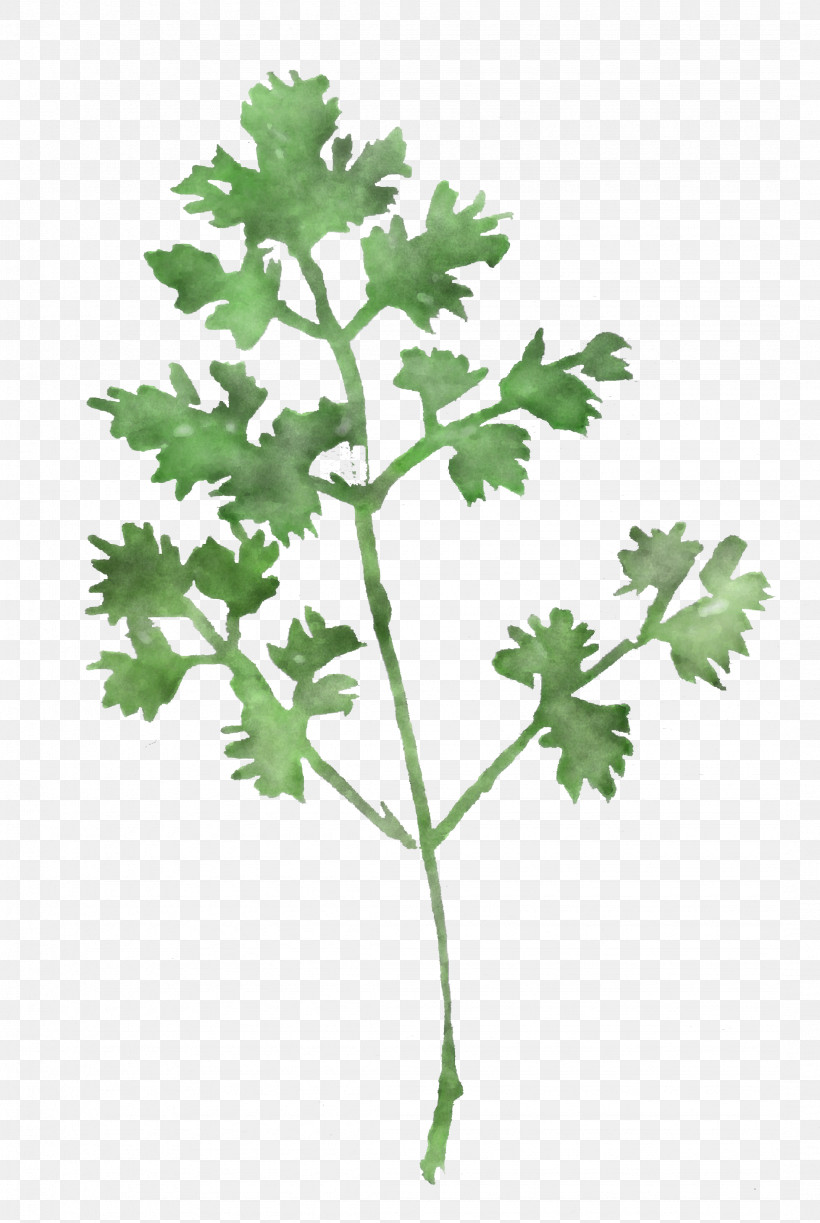 Parsley, PNG, 2148x3206px, Watercolor Chervil, Anthriscus, Chervil, Chinese Celery, Flower Download Free