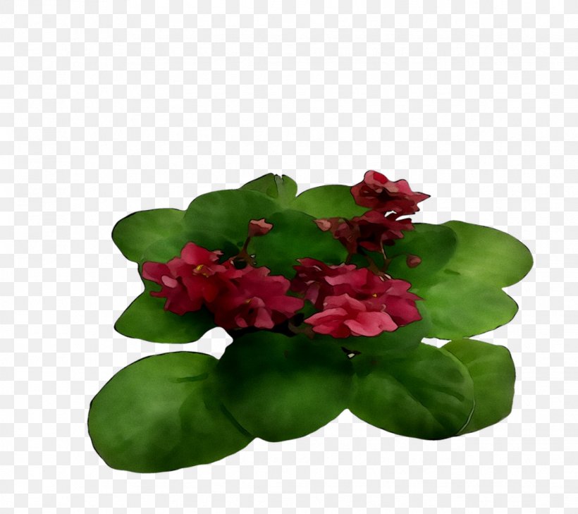 Annual Plant Leaf Plants, PNG, 1133x1008px, Annual Plant, Crown Of Thorns, Flower, Flowering Plant, Geranium Download Free