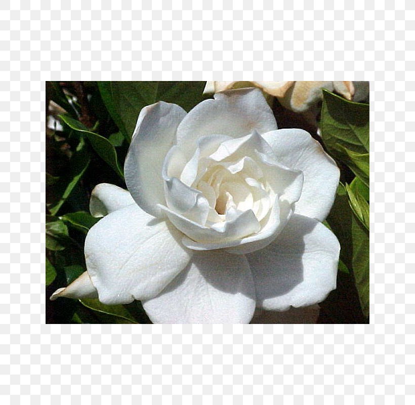 Cape Jasmine Flower Floral Scent Tuberose, PNG, 800x800px, Cape Jasmine, Absolute, Camellia, Camellia Sasanqua, Floral Design Download Free