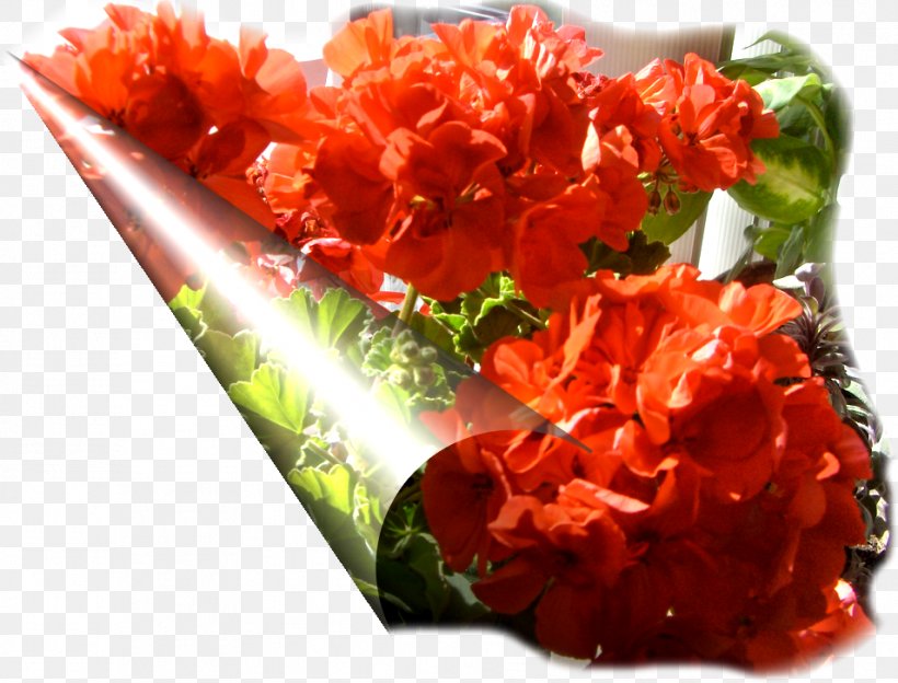 Cut Flowers Petal Dish Network, PNG, 955x727px, Cut Flowers, Dish, Dish Network, Flower, Garnish Download Free