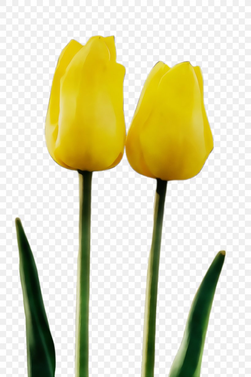 Yellow Flower Tulip Plant Plant Stem, PNG, 1632x2448px, Watercolor, Bud, Flower, Flowering Plant, Lily Family Download Free